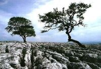 Two Trees, Gordale Scar, North Yorkshire (57 KB)
