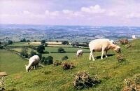 Sheep, Glastonbury Tor (36 KB)