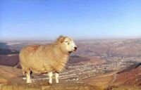 Sheep, Rhondda Valley (24 KB)