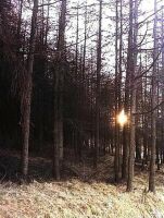 Sunlight Through Trees (53 KB)