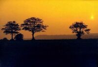 Three Trees, Devon (21 KB)