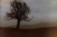 Tree, Brecon Beacons (25 KB)