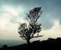 Tree, Western Beacon, Devon (39 KB)