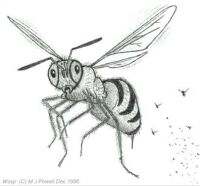Wasp (16 KB)