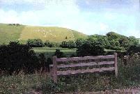 Cerne Abbas Giant hill figure, Dorset, photographed in June 1991 (81 KB)